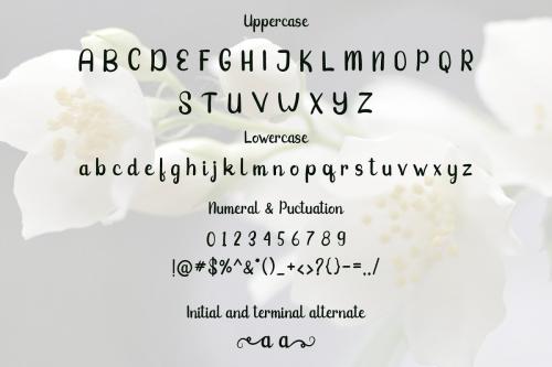 Jasmine Script Font