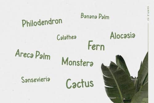 Leafy Plant Sans Font
