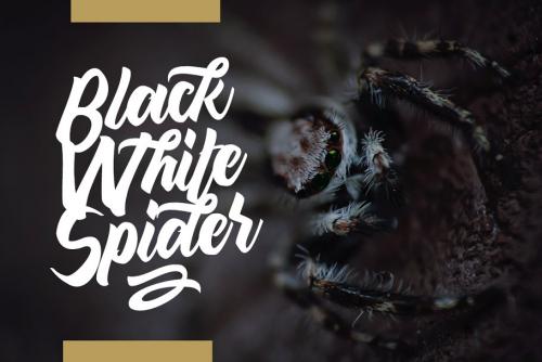 Maghody Bold Script Font
