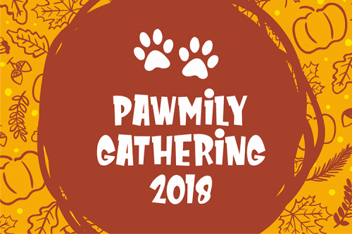 Meowza Playfull and Fancy Font