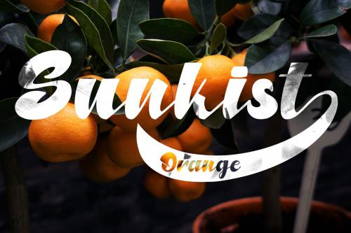 North Blue Script Font