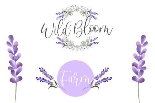 Sweet Lavender Script Font