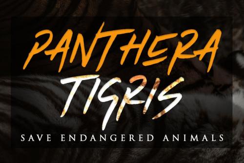 Tiger Walk Brush Font