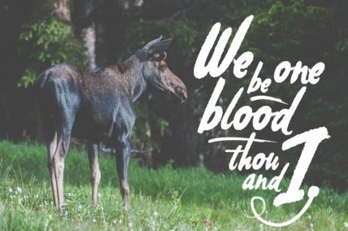 Tiny Moose Font Family