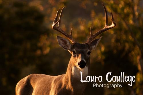 Tokyo Street – Handwritten Typeface Font